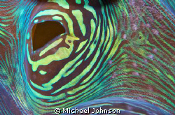 Up close to a Giant Clam in the Philppines by Michael Johnson 